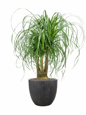 Beaucarnea Recurvata In Baq Raindrop D 25 H 114 cm - PlantenShop24 - 04-08-2025