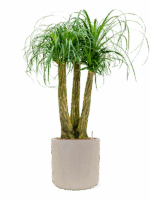 Beaucarnea Recurvata In Baq Raindrop D 28 H 139 cm - PlantenShop24 - 28-08-2025