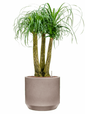 Beaucarnea Recurvata In Rotunda Urban D 28 H 107 cm - PlantenShop24 - 28-08-2025