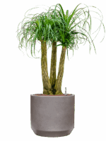 Beaucarnea Recurvata In Rotunda Urban D 28 H 107 cm - PlantenShop24 - 28-08-2025