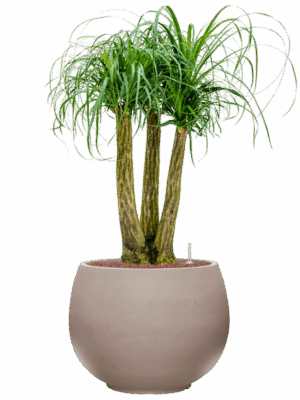 Beaucarnea Recurvata In Rotunda Urban D 28 H 109 cm - PlantenShop24 - 28-08-2025
