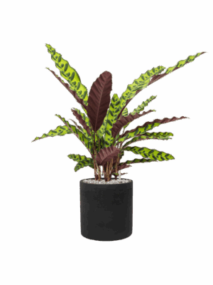 Calathea Insignis In Rough D 17 H 62 cm - PlantenShop24 - 31-08-2025