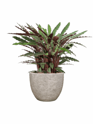 Calathea Rufibarba Wavestar In Coast Mountains D 18 H 89 cm - PlantenShop24 - 25-08-2025