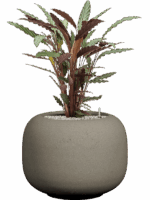 Calathea Rufibarba Wavestar In Dolium Urban D 19 H 88 cm - PlantenShop24 - 01-09-2025