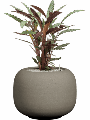 Calathea Rufibarba Wavestar In Dolium Urban D 19 H 88 cm - PlantenShop24 - 01-09-2025