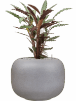 Calathea Rufibarba Wavestar In Dolium Urban D 19 H 90 cm - PlantenShop24 - 01-09-2025