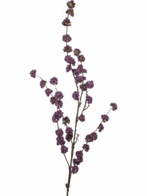 Callicarpa H 125 cm - PlantenShop24 - 29-08-2025
