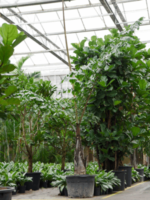 Caryota Urens D 70 H 400 cm - PlantenShop24 - 21-08-2025