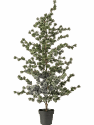 Cedar Pine H 150 cm - PlantenShop24 - 29-08-2025