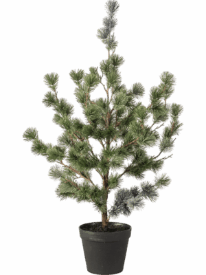 Cedar Pine H 80 cm - PlantenShop24 - 29-08-2025