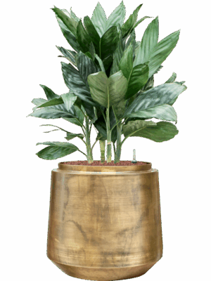 Chamaedorea Metallica In Indigo D 25 H 100 cm - PlantenShop24 - 14-08-2025
