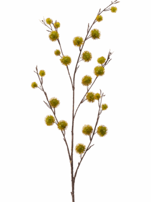 Chestnut H 105 cm - PlantenShop24 - 29-08-2025