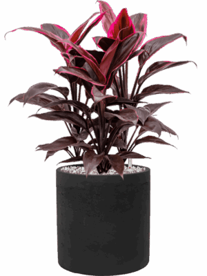 Cordyline Fruticosa Mambo In Rough D 19 H 49 cm - PlantenShop24 - 31-08-2025
