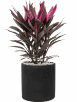 Cordyline Fruticosa Tango In Rough D 19 H 50 cm - PlantenShop24 - 31-08-2025