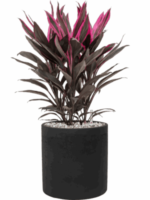 Cordyline Fruticosa Tango In Rough D 19 H 50 cm - PlantenShop24 - 31-08-2025