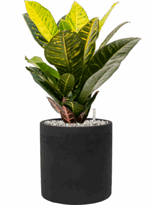 Croton Codiaeum Variegatum Petra In Rough D 17 H 47 cm - PlantenShop24 - 31-08-2025