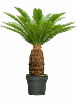 Cycas Revoluta D 38 H 120 cm - PlantenShop24 - 19-08-2025