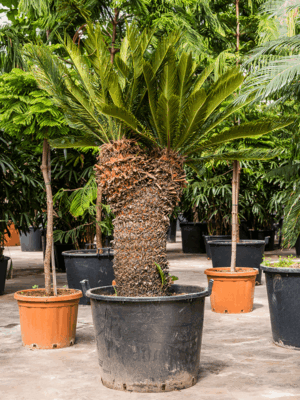Cycas Revoluta D 70 H 150 cm - PlantenShop24 - 27-08-2025