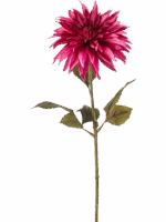 Dahlia H 70 cm - PlantenShop24 - 29-08-2025
