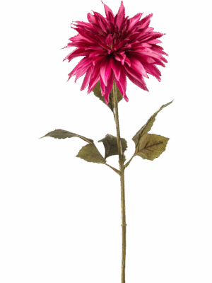 Dahlia H 70 cm - PlantenShop24 - 29-08-2025