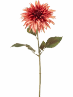 Dahlia H 70 cm - PlantenShop24 - 29-08-2025