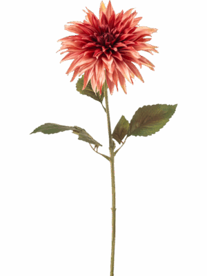 Dahlia H 70 cm - PlantenShop24 - 29-08-2025