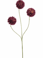 Dahlia Pompon Mini H 68 cm - PlantenShop24 - 29-08-2025