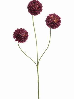 Dahlia Pompon Mini H 68 cm - PlantenShop24 - 29-08-2025