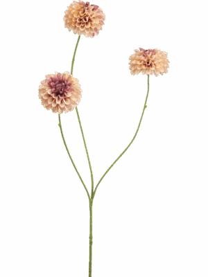 Dahlia Pompon Mini H 68 cm - PlantenShop24 - 29-08-2025