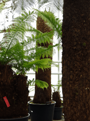 Dicksonia Antarctica D 65 H 185 cm - PlantenShop24 - 22-08-2025