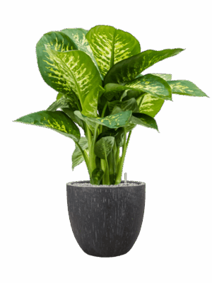 Dieffenbachia Seguine Reeva In Baq Raindrop D 24 H 99 cm - PlantenShop24 - 04-08-2025