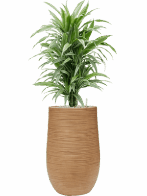 Dracaena Deremensis Warneckei In Baq Dune D 24 H 119 cm - PlantenShop24 - 19-08-2025