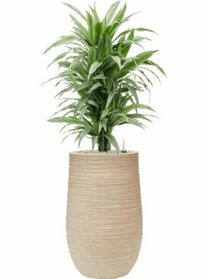 Dracaena Deremensis Warneckei In Baq Dune D 24 H 119 cm - PlantenShop24 - 20-08-2025