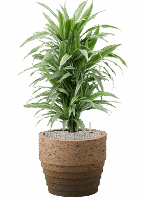 Dracaena Deremensis Warneckei In Cinnamon D 24 H 95 cm - PlantenShop24 - 19-08-2025
