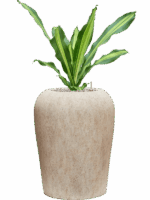 Dracaena Fragrans Burley In Mineral D 19 H 90 cm - PlantenShop24 - 27-08-2025