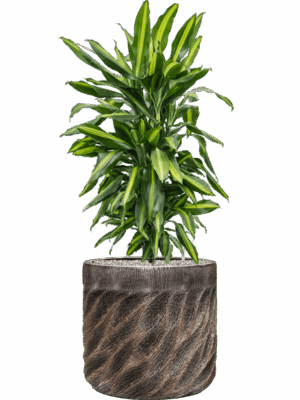Dracaena Fragrans Cintho In Baq Luxe Lite Universe Wave D 24 H 106 cm - PlantenShop24 - 19-08-2025