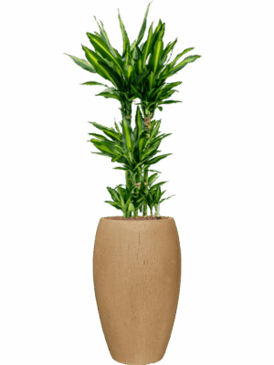 Dracaena Fragrans Cintho In Baq Raindrop D 25 H 148 cm - PlantenShop24 - 19-08-2025