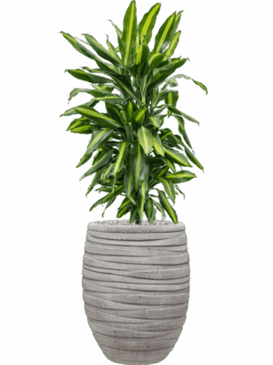 Dracaena Fragrans Cintho In Baq Tornado D 24 H 113 cm - PlantenShop24 - 19-08-2025