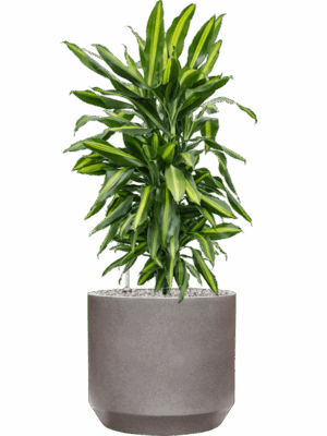 Dracaena Fragrans Cintho In Rotunda Urban D 24 H 103 cm - PlantenShop24 - 19-08-2025