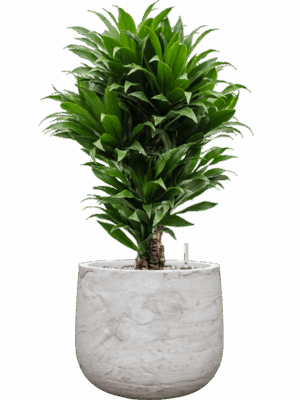 Dracaena Fragrans Compacta In Baq Algar D 24 H 83 cm - PlantenShop24 - 04-08-2025