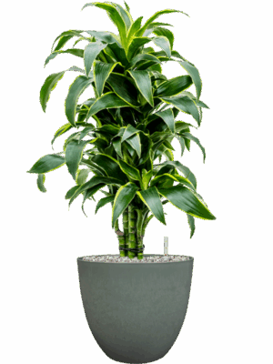 Dracaena Fragrans Dorado In Artstone D 24 H 79 cm - PlantenShop24 - 19-08-2025
