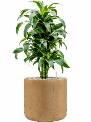 Dracaena Fragrans Dorado In Baq Raindrop D 24 H 87 cm - PlantenShop24 - 19-08-2025