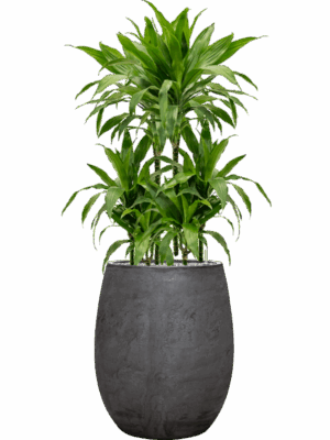 Dracaena Fragrans Janet Craig In Baq Algar D 21 H 129 cm - PlantenShop24 - 01-09-2025
