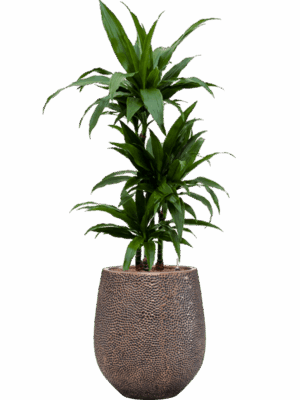 Dracaena Fragrans Janet Craig In Baq Opus Hit D 15 H 125 cm - PlantenShop24 - 12-08-2025
