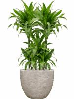 Dracaena Fragrans Janet Craig In Coast Mountains D 21 H 109 cm - PlantenShop24 - 25-08-2025
