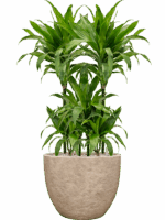 Dracaena Fragrans Janet Craig In Coast Mountains D 21 H 110 cm - PlantenShop24 - 25-08-2025