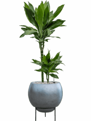 Dracaena Fragrans Janet Lind In Baq Metallic Silver Leaf D 19 H 95 cm - PlantenShop24 - 07-08-2025