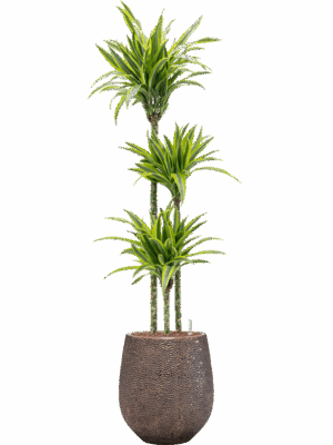 Dracaena Fragrans Lemon Lime In Baq Opus Hit D 18 H 163 cm - PlantenShop24 - 12-08-2025