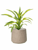 Dracaena Fragrans Lemon Lime In Rough D 17 H 48 cm - PlantenShop24 - 22-08-2025
