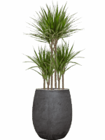 Dracaena Marginata In Baq Algar D 21 H 142 cm - PlantenShop24 - 01-09-2025